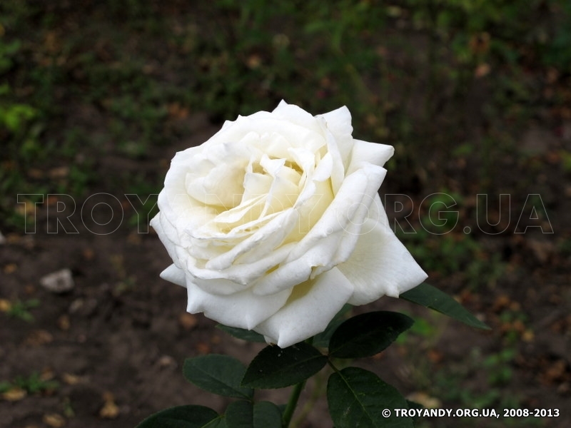 Silver wedding